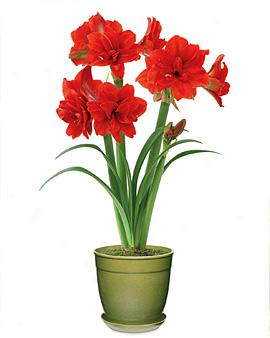 Monster Amaryllis In Green Eco-pot