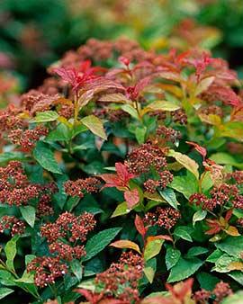 Goldflame Spirea