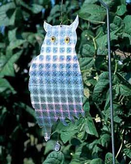 Great Horned Owl Senry