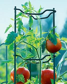 Green Tomato Ladders, eSt Of 5