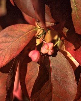 Grove Compact Glowing Bush