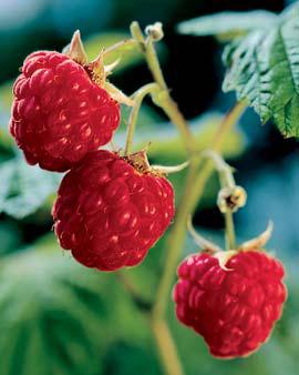 Heritage Red Raspberries, 5 Canes