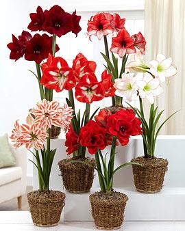 Holiday Amaryllis, Potted