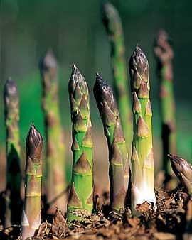 Jersey King Asparagus, 25 Crowns