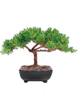 Juniper Bonsai