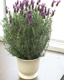 Lavender Plant In Cachepot