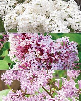 Lilac Lovers' Collection, 3 Plants