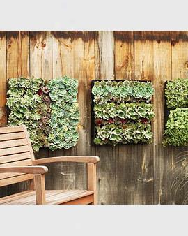 Living Wall Trays, Set Of 2