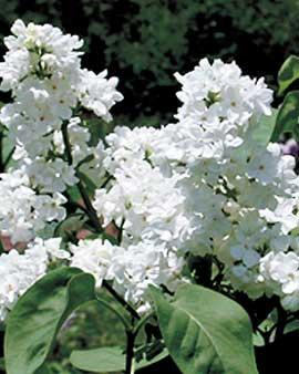 Mcmaster Centennial Lilac