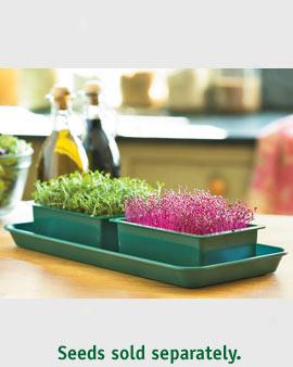 Micro Greens Growing Kit