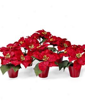 Mini Everlasting Poinsettias, Set Of 6