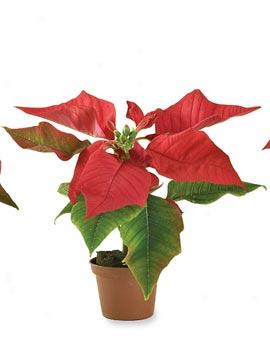 Mini Poinsetrias, Set Of 3