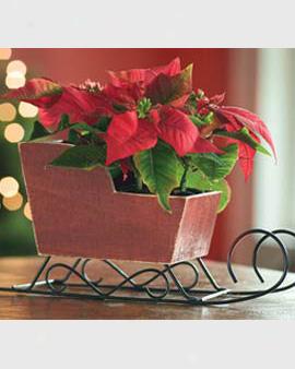 Mini Poinsettias With Red Sleigh Planter