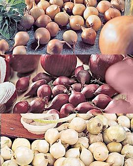 Onion Sets, 75 Bulbs