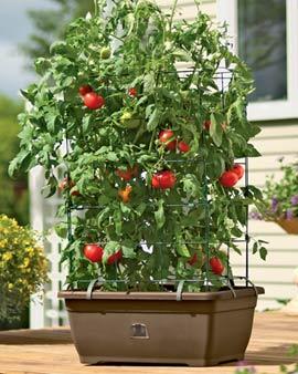 Organic Tomato Success Kit, Terra Cotta