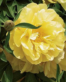 Peony, 'singing In The Rain'