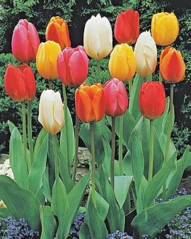 Perennial Tulip Collection, 50 Bulbs