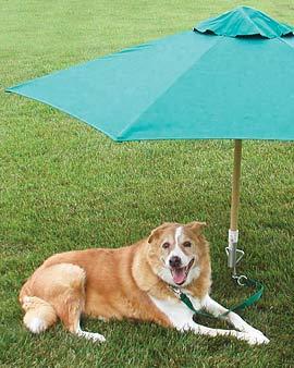 Petbrella