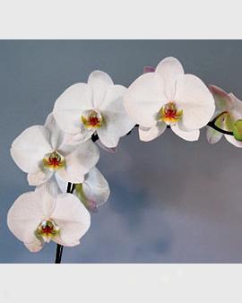 Phalaenopsis Orchid