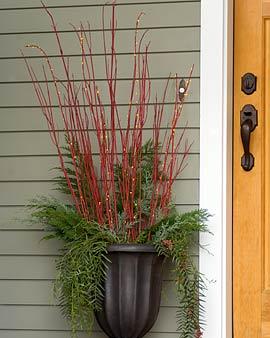 Red Dogwood Tigs, Set Of 10
