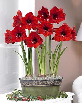 Red Lion Amaryllis Trio