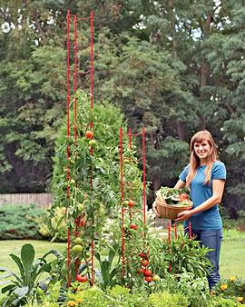 Red Stacking Tomato Ladders, Value Of 6