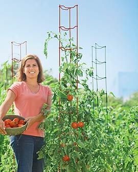 Red Tomato Ladder Extensiosn, Set Of 3