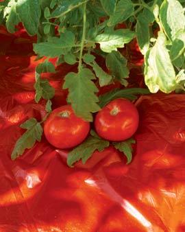Red Tomato Mulch, Set Of 8
