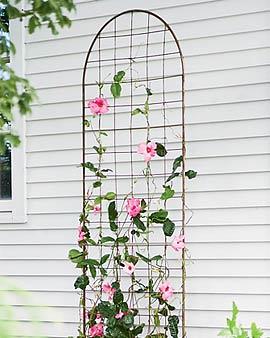 Romanesque Trellis