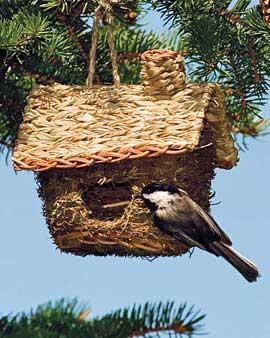 Roosting Pocket Cabin