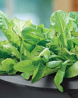 Salad Greens Seed Kit