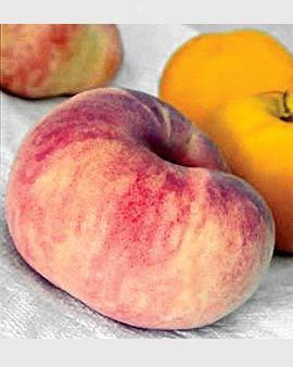 Saturn Peach