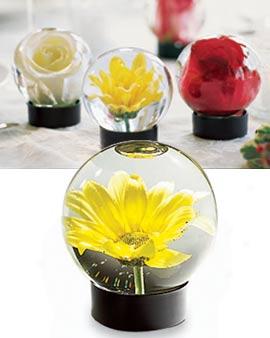 Single-blossom Flkwer Aquarium, Set Of 4