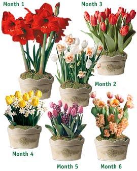 Six Months Of Flowering Bulbs