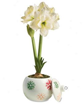 Snowflake Ornament Planter With Alfresco Amaryllis