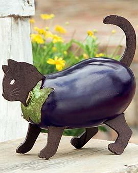 Squash Kitty