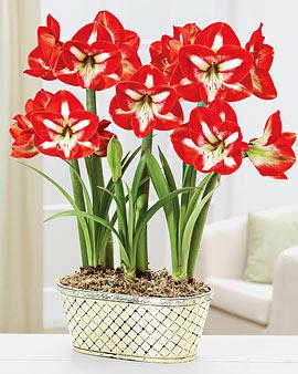 Star Gazer Amaryllis, Trio