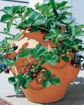 tSrawberry Planter