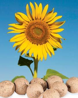 Sunflower Seed Balls