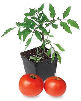 Super Bush Tomato Plant