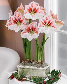 Sydney Amaryllis, Duo