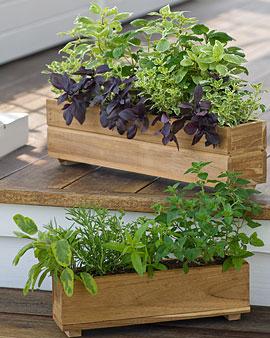 Teak Herb Planter, 4