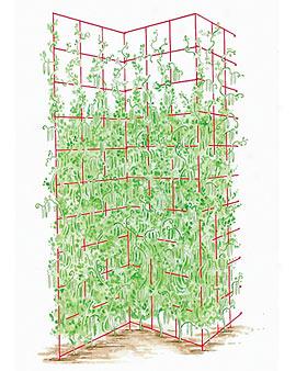 Three Panel Trellis