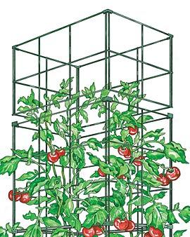 Tomato Cage Expansion