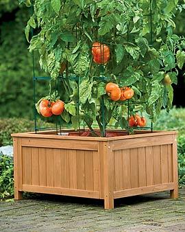 Tomato Issue Kit With Wood Encclosure, 31