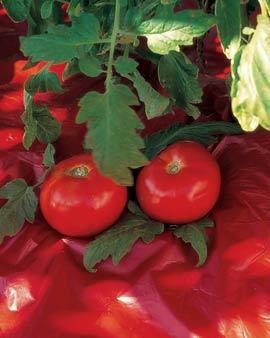 Tomato Yield Booster