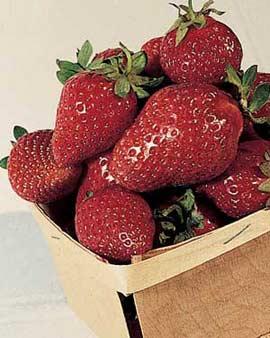 Tristar Strawberries, 25 Plants
