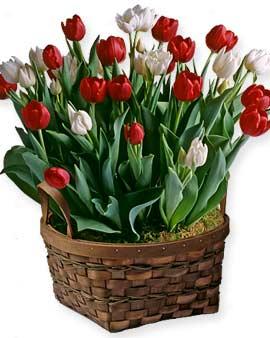 Valentine Tulips, 2 Dozen