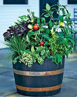 Whiskey Barrel Potager