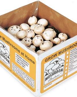 White Button Mushroom Kit